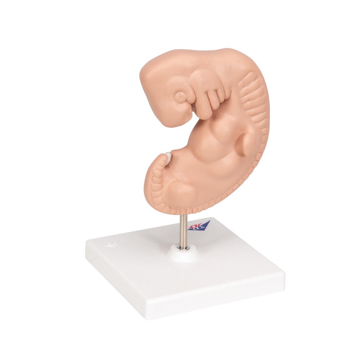 25 Times Life-Size Embryo Anatomy Model