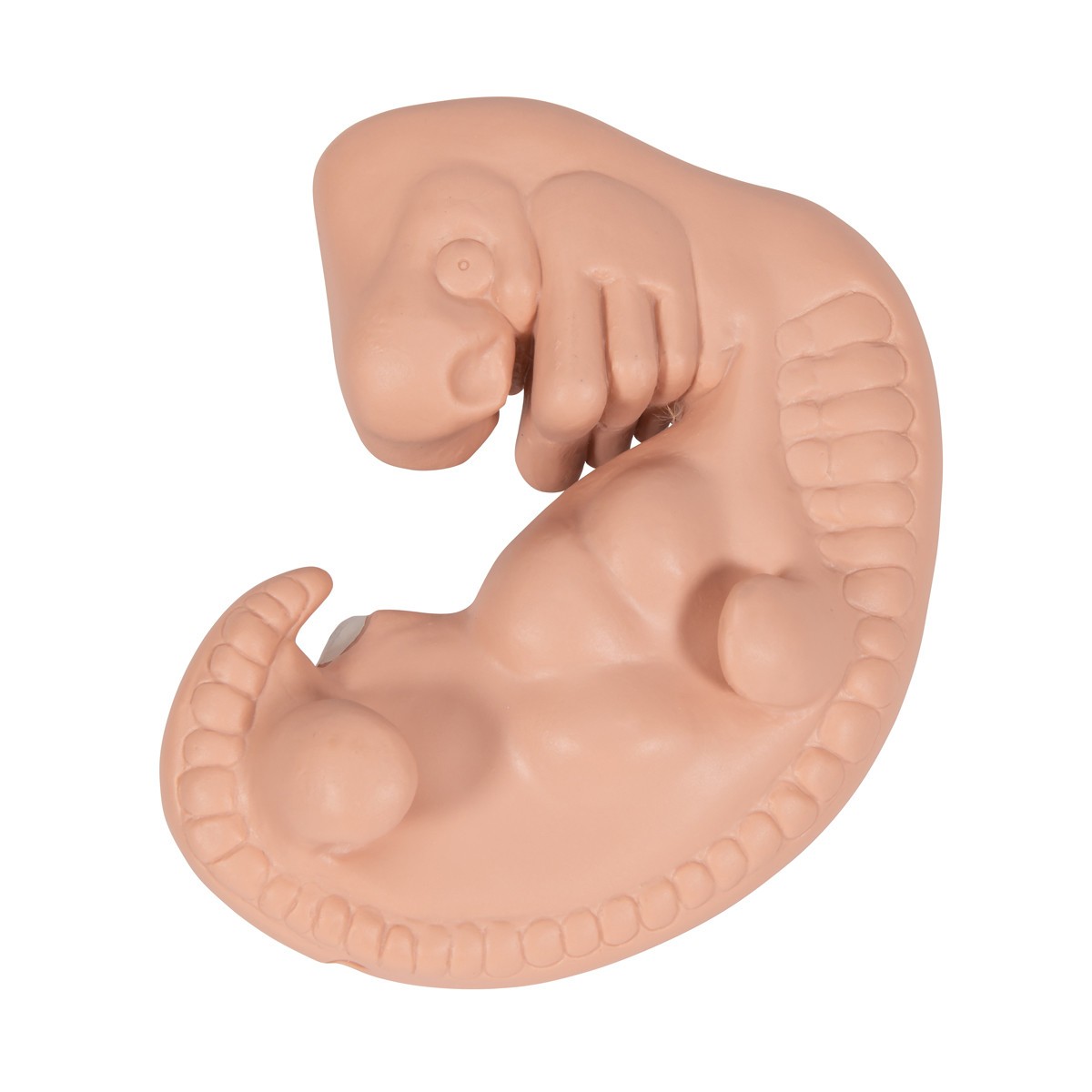 25 Times Life-Size Embryo Anatomy Model