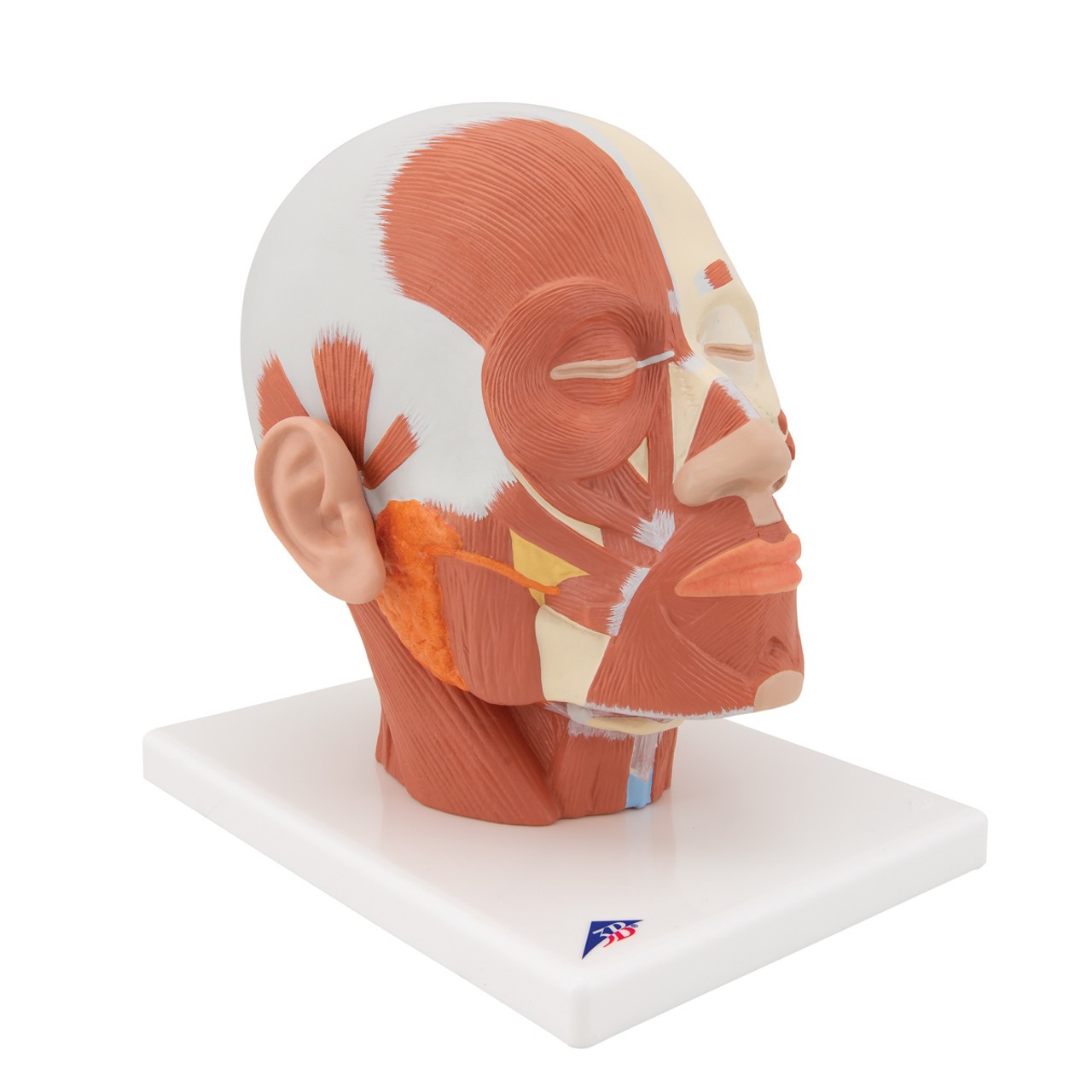 Head and Neck Musculature Anatomy Model - Right Side View
