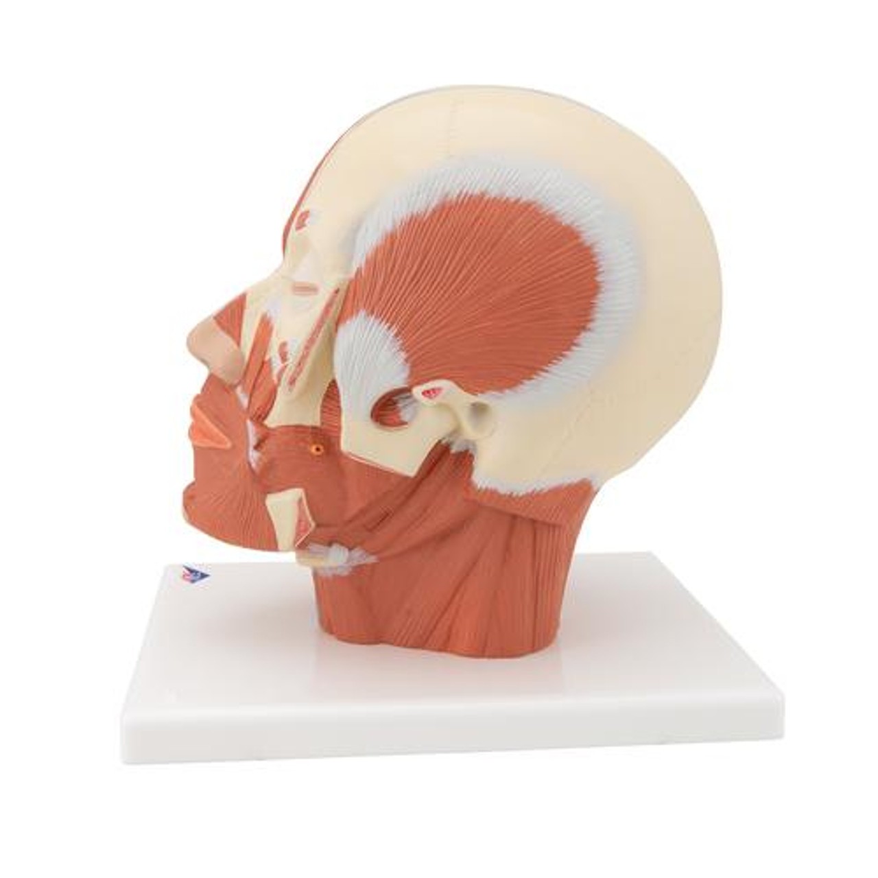 Head and Neck Musculature Anatomy Model - Left Side View