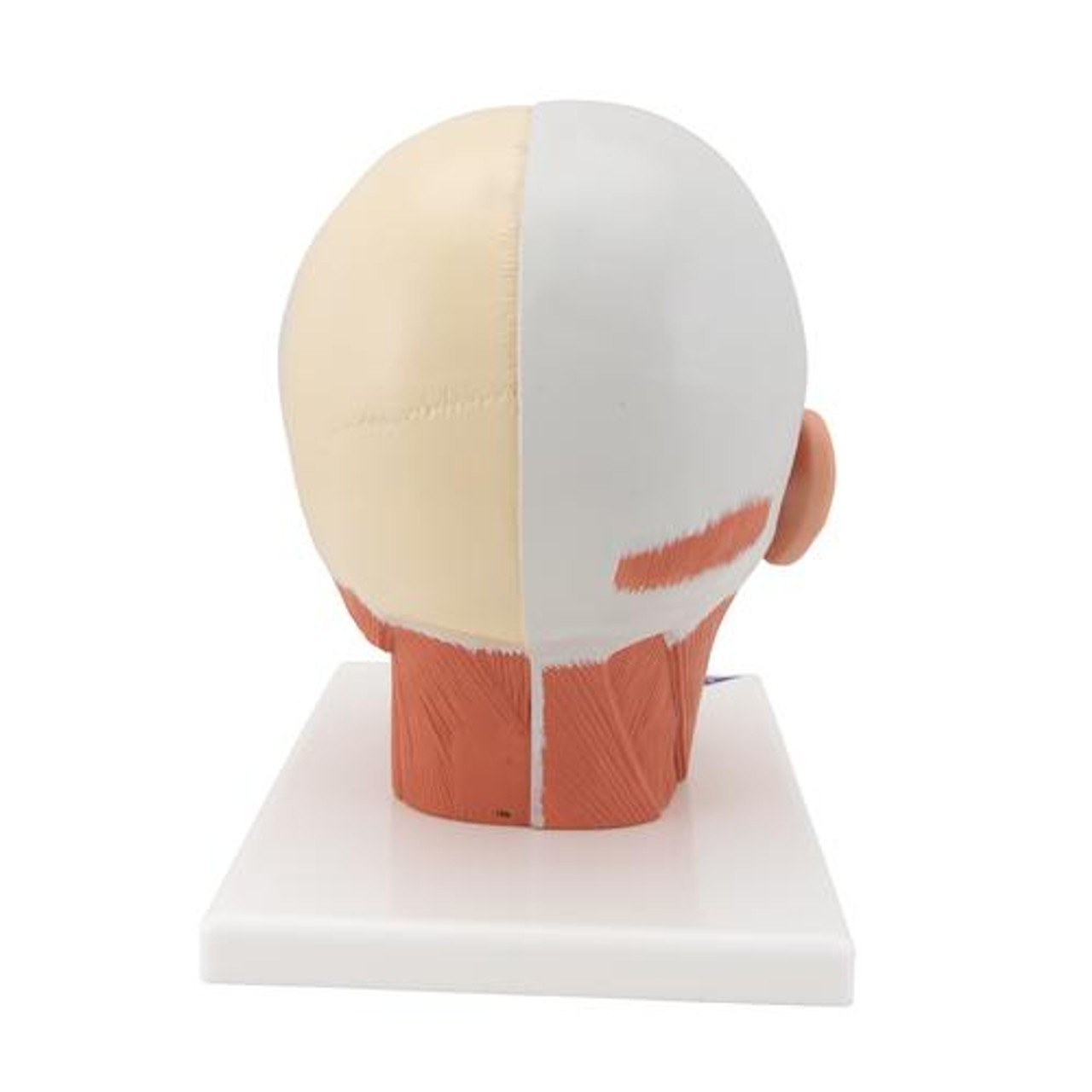 Head and Neck Musculature Anatomy Model - Back Side View