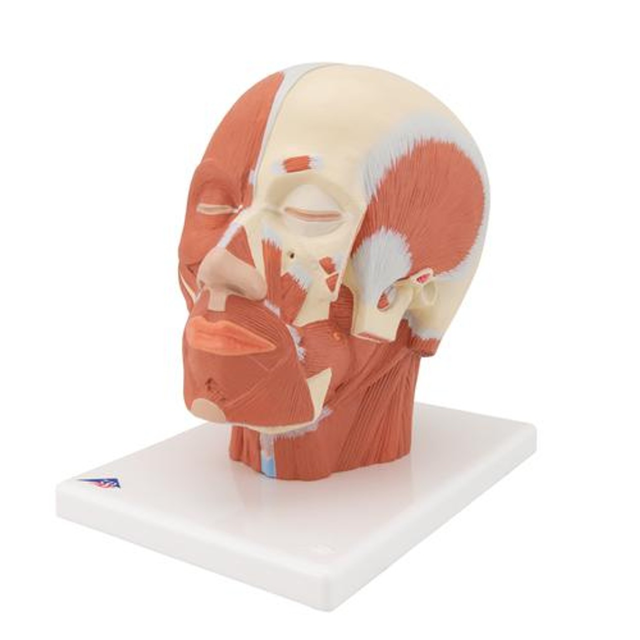 Head and Neck Musculature Anatomy Model - Left Side View