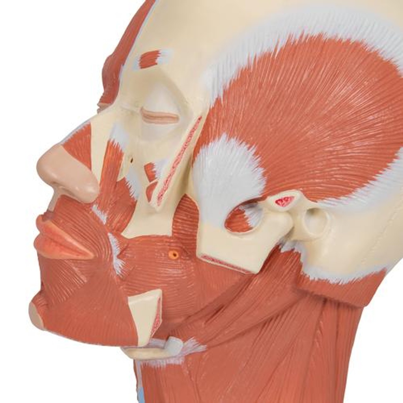 Head and Neck Musculature Anatomy Model - Left Side Zoom View