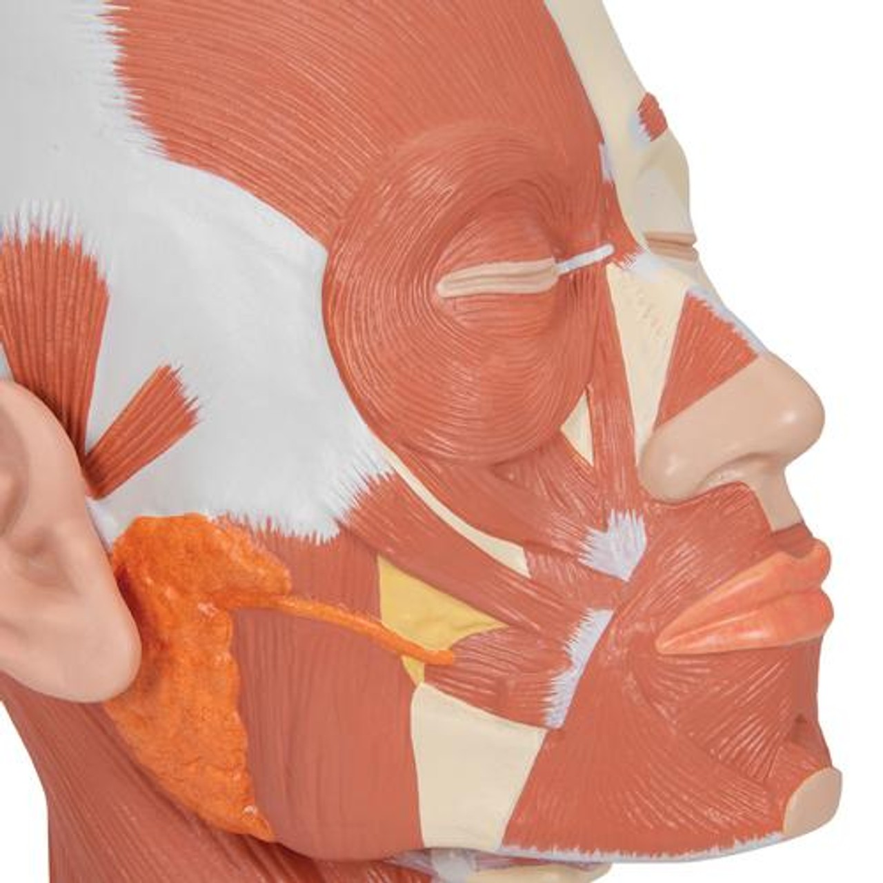 Head and Neck Musculature Anatomy Model - Right Side Zoom View