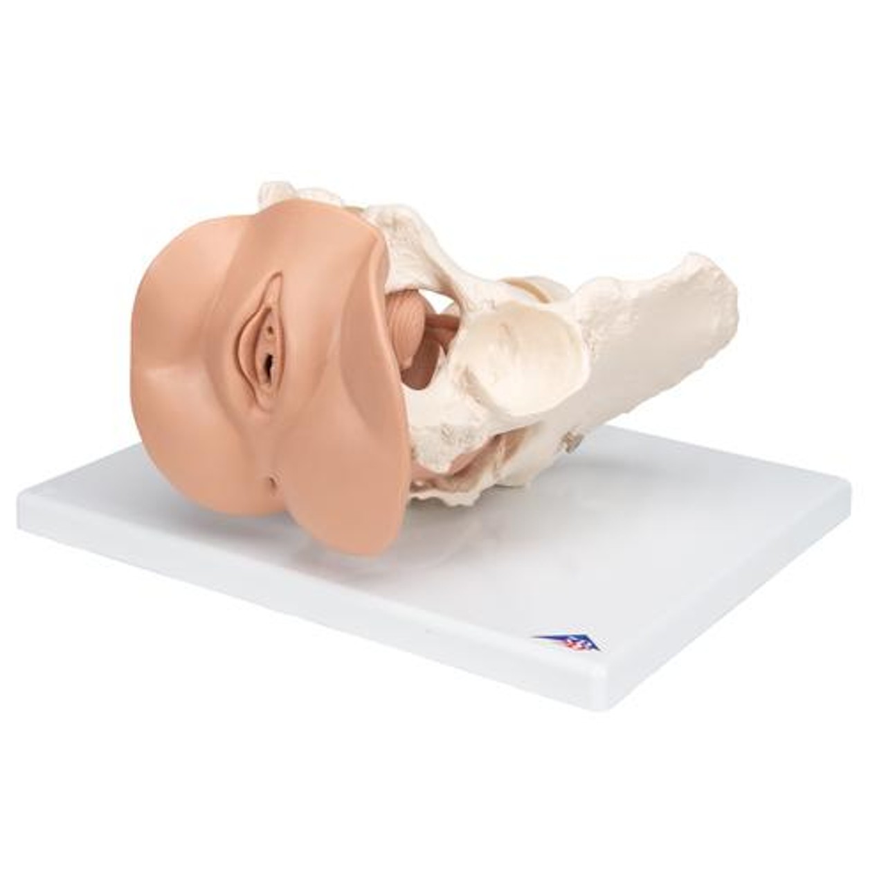 Female Pelvis Skeleton Anatomy Model With Genital Organs 3 Parts