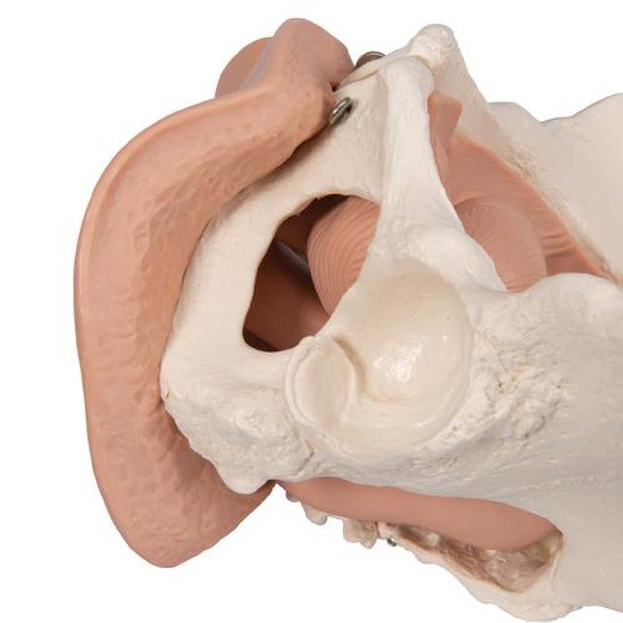 Female Pelvis Skeleton Anatomy Model With Genital Organs 3 Parts