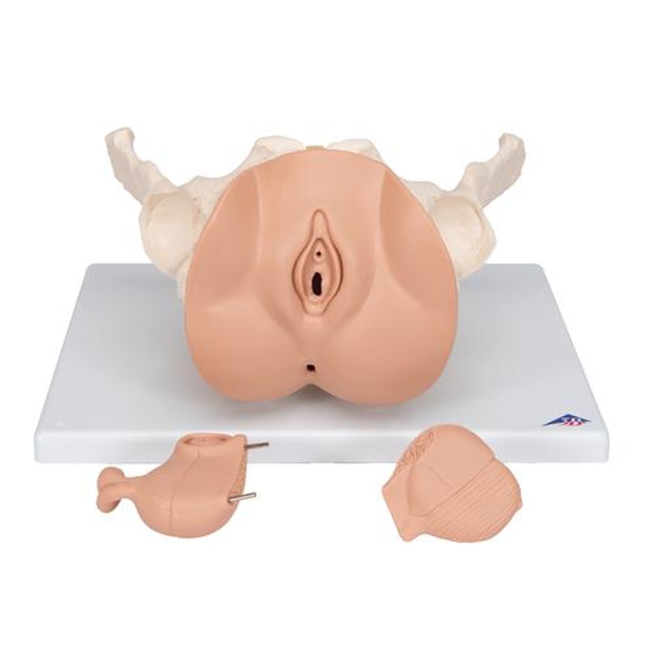 Female Pelvis Skeleton Anatomy Model With Genital Organs 3 Parts