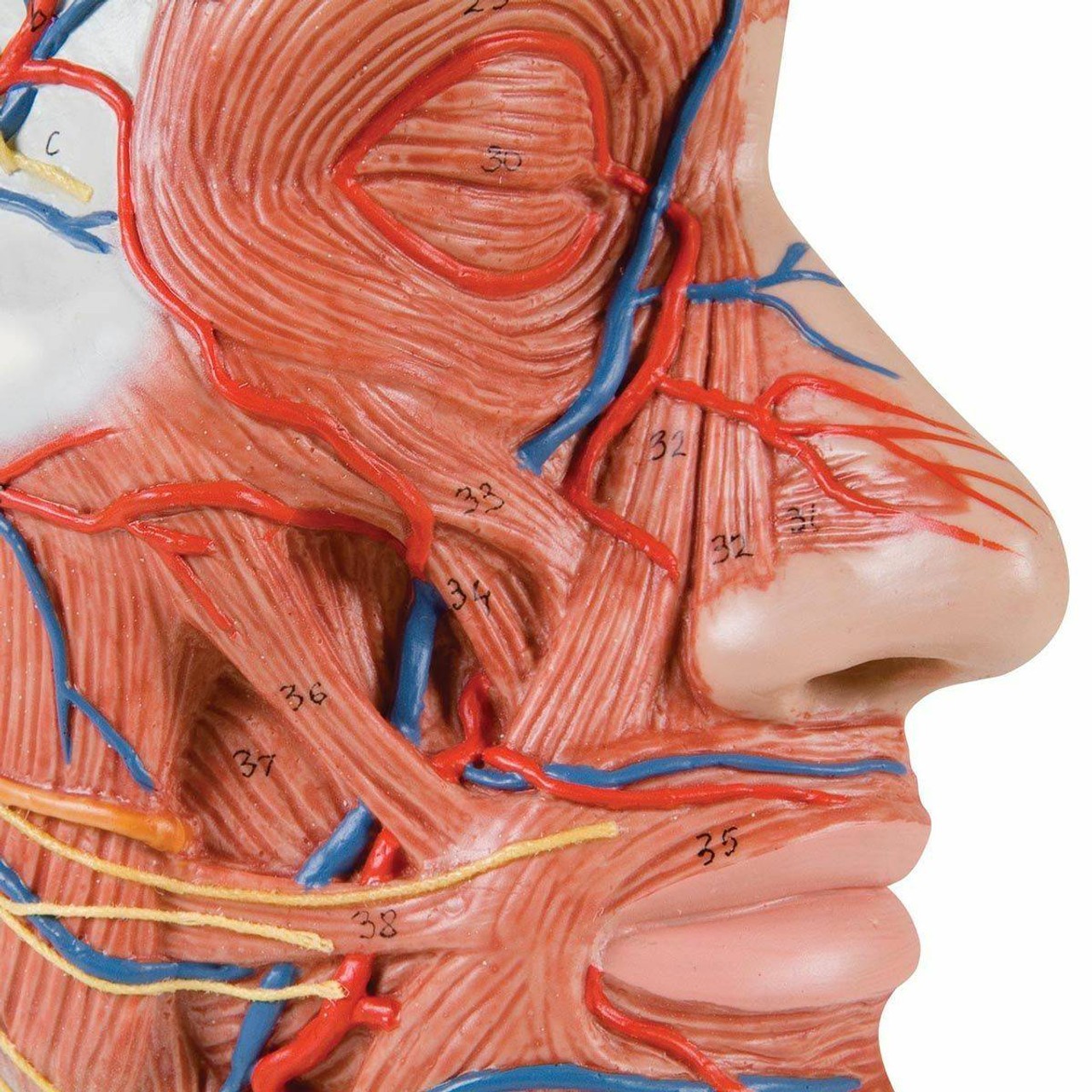 Half Human Head Anatomy Model With Musculature