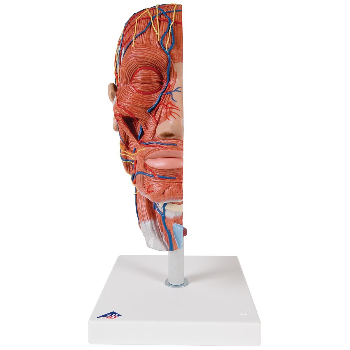 Half Human Head Anatomy Model With Musculature