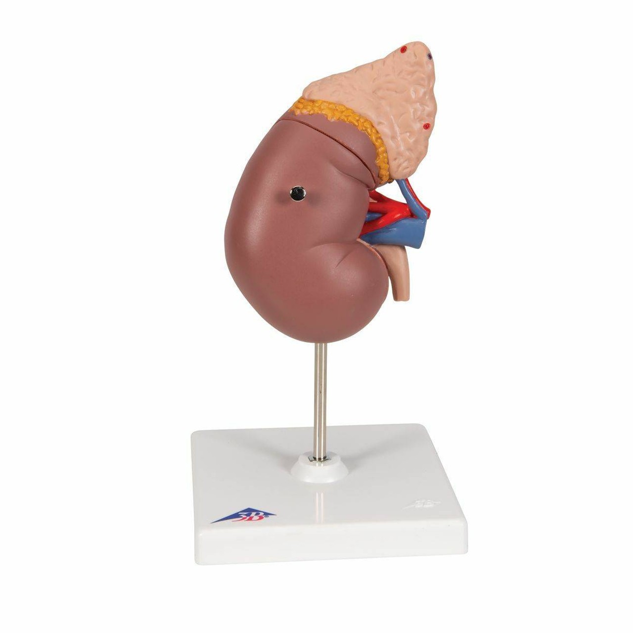 Human Kidney Anatomy Model with Adrenal Gland