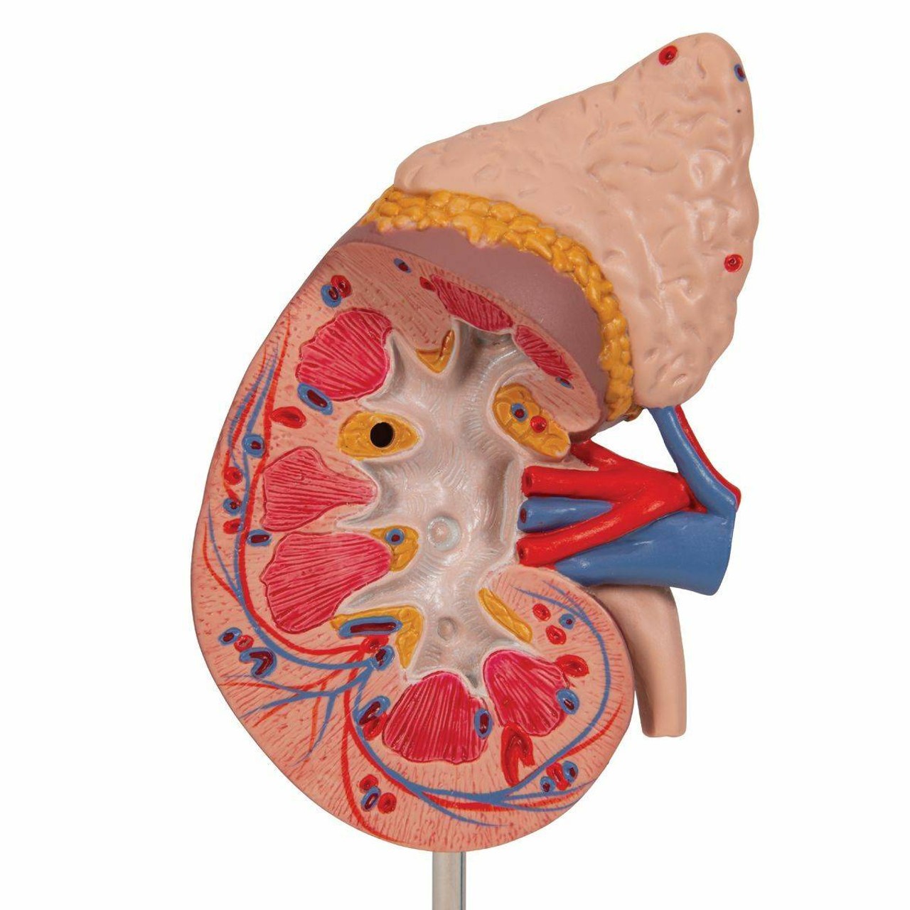 Human Kidney Anatomy Model with Adrenal Gland