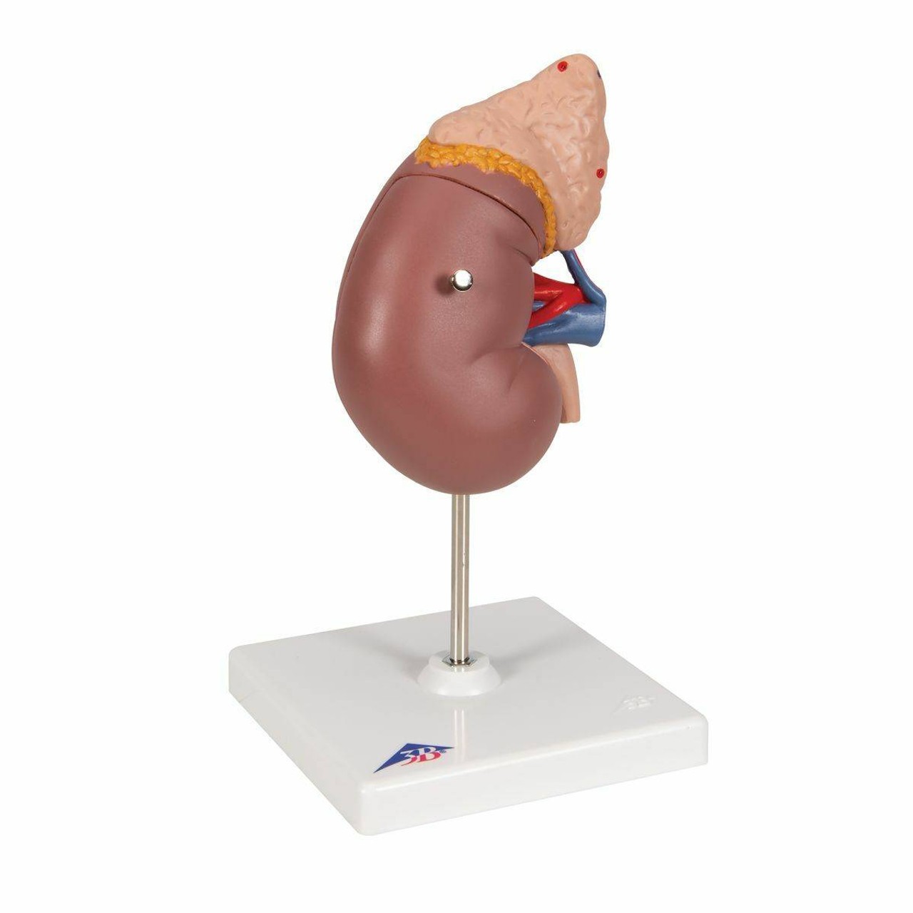 Human Kidney Anatomy Model with Adrenal Gland