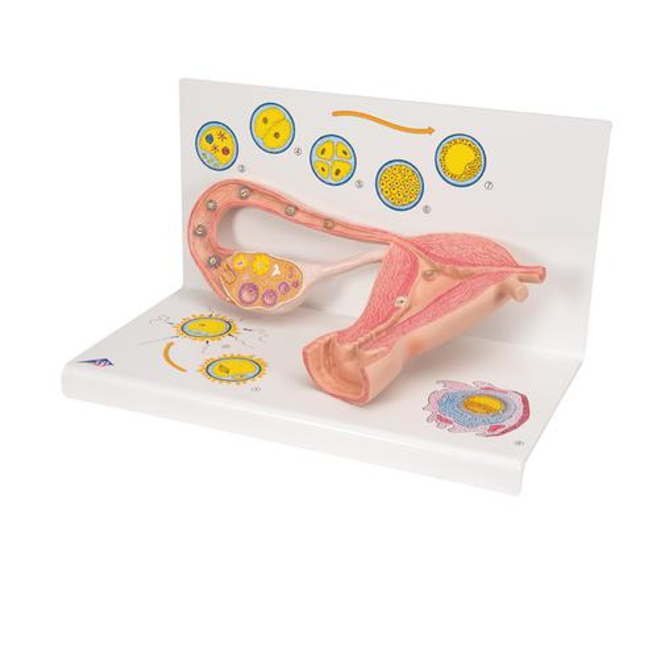 2 Stages Of Ovum Anatomy Model