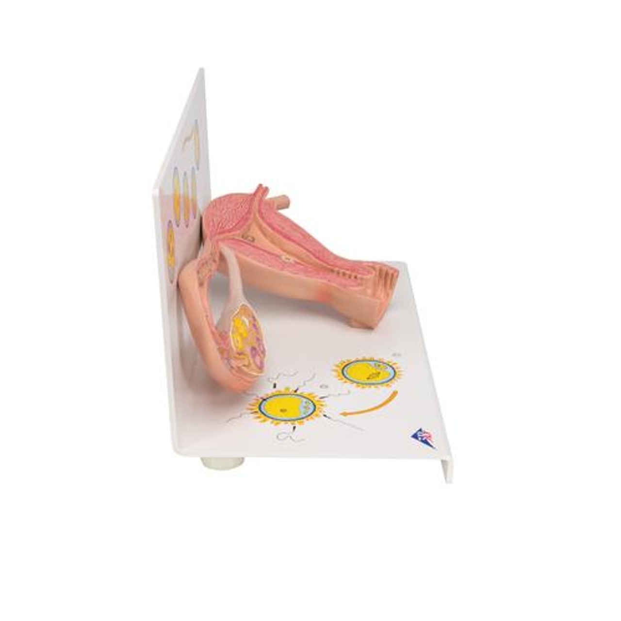 2 Stages Of Ovum Anatomy Model