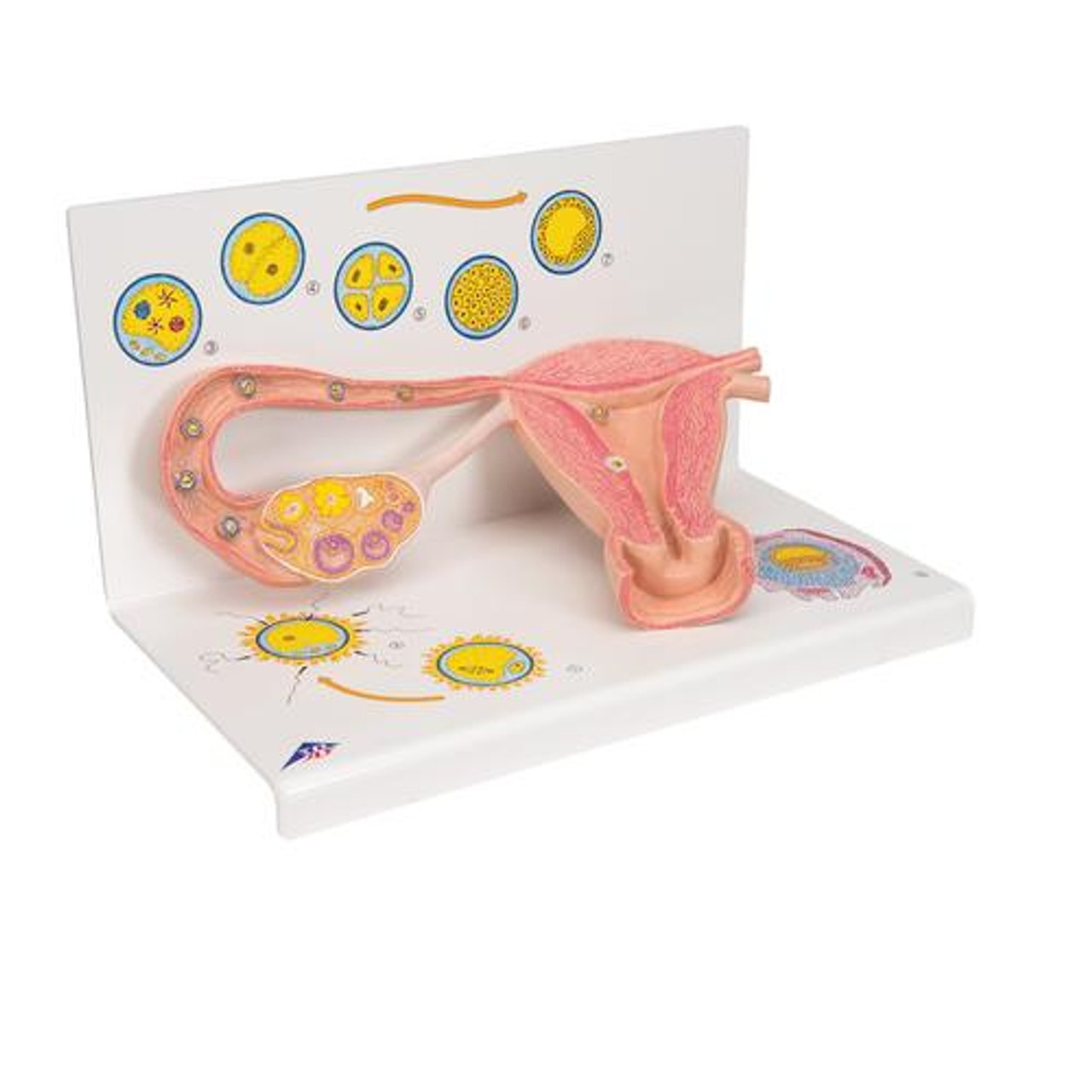 2 Stages Of Ovum Anatomy Model