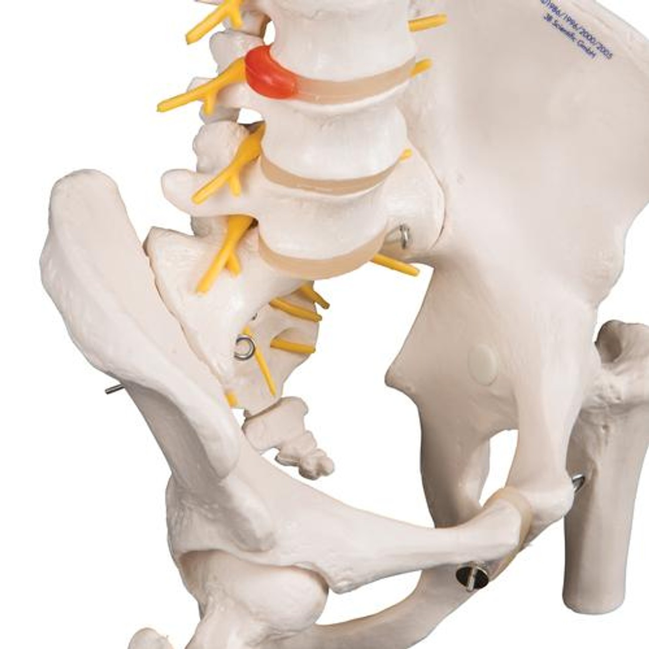 Deluxe Flexible Human Spine Anatomy Model With Femur Heads
