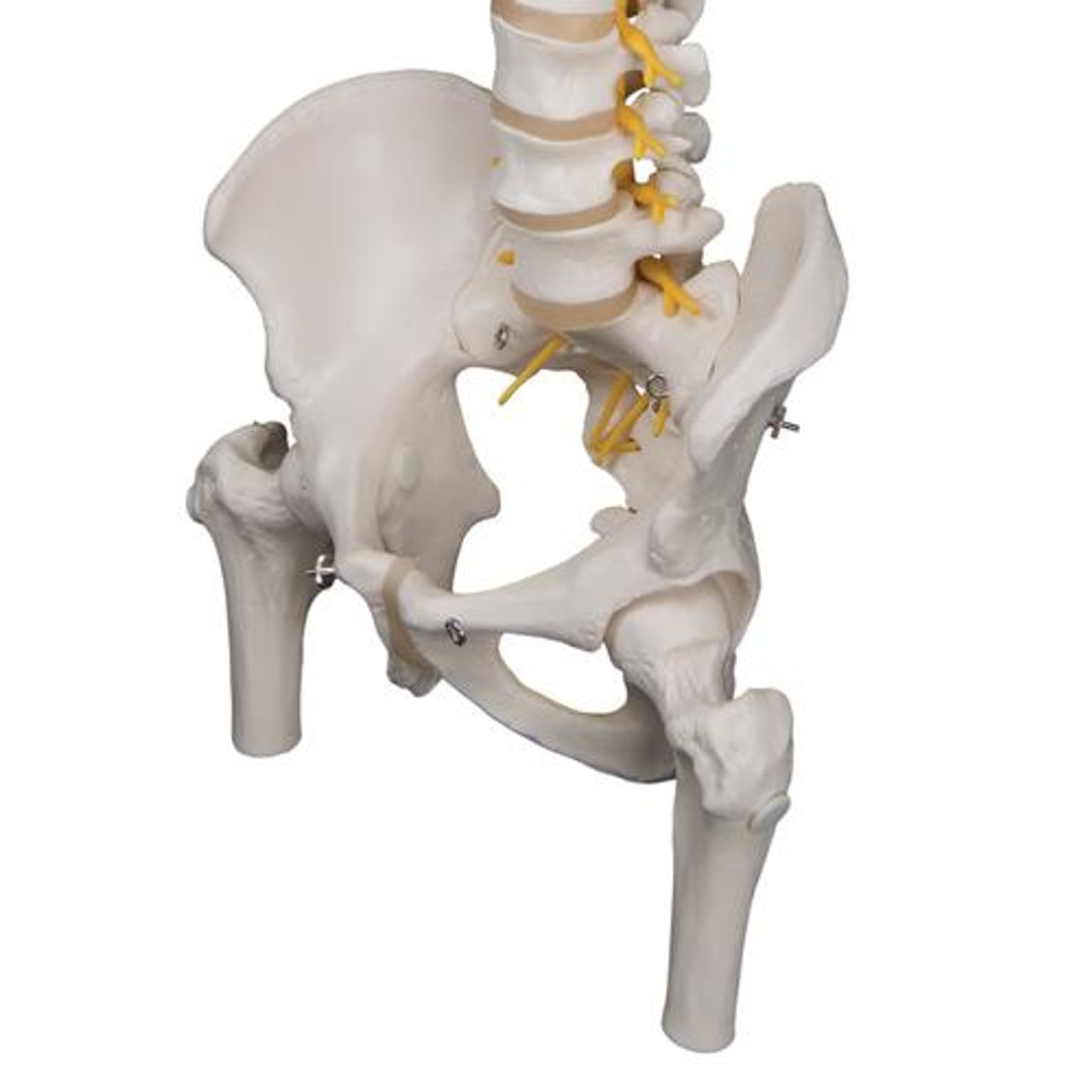 Deluxe Flexible Human Spine Anatomy Model With Femur Heads