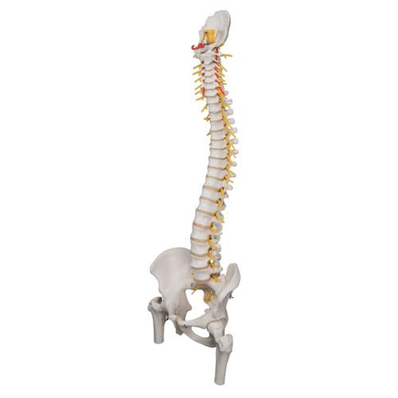 Deluxe Flexible Human Spine Anatomy Model With Femur Heads