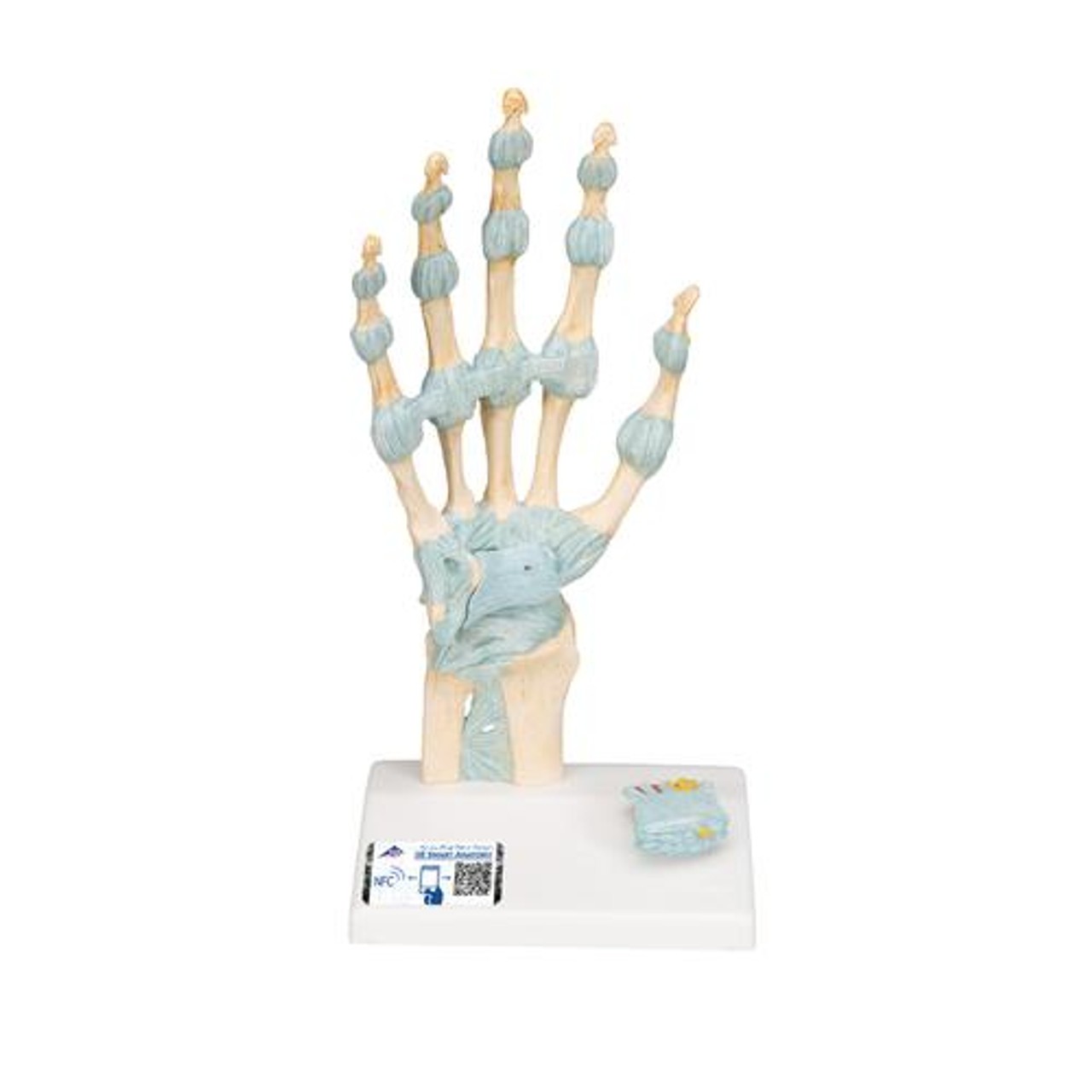 Hand Skeleton Anatomy Model With Ligaments