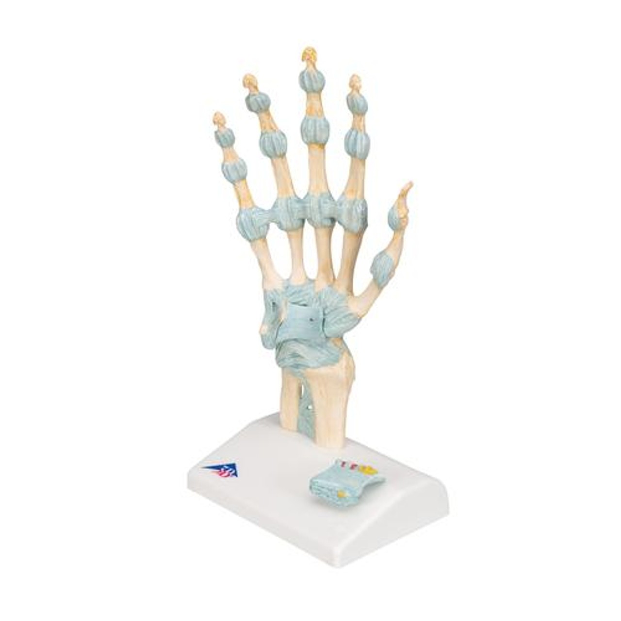 Hand Skeleton Anatomy Model With Ligaments
