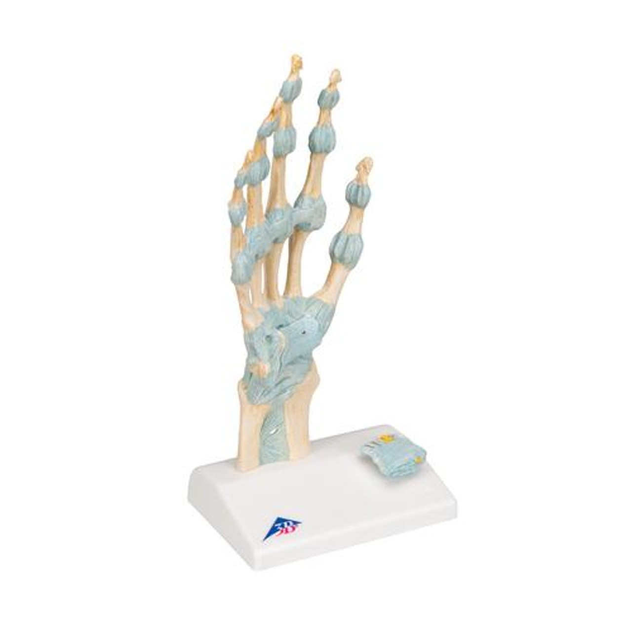Hand Skeleton Anatomy Model With Ligaments