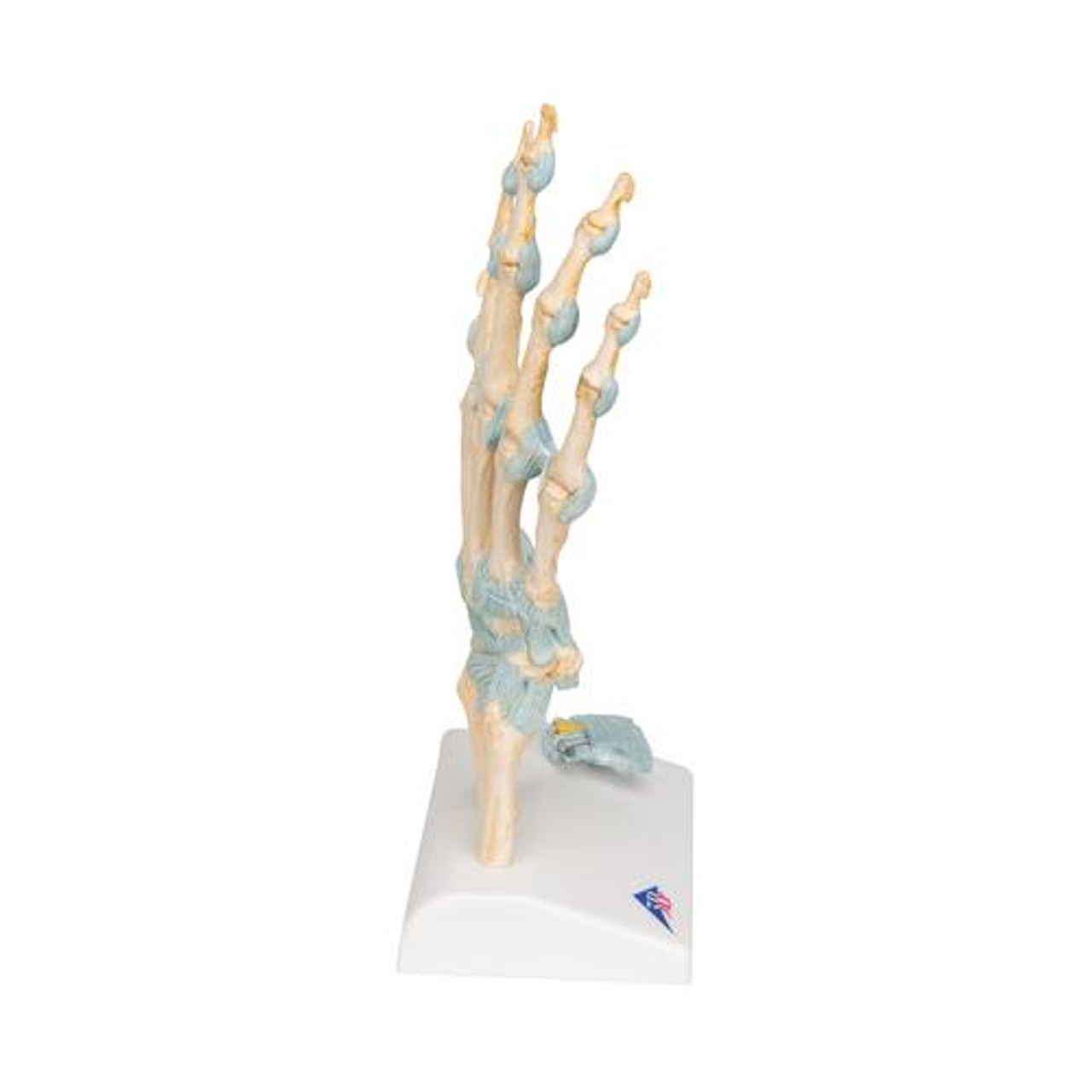 Hand Skeleton Anatomy Model With Ligaments