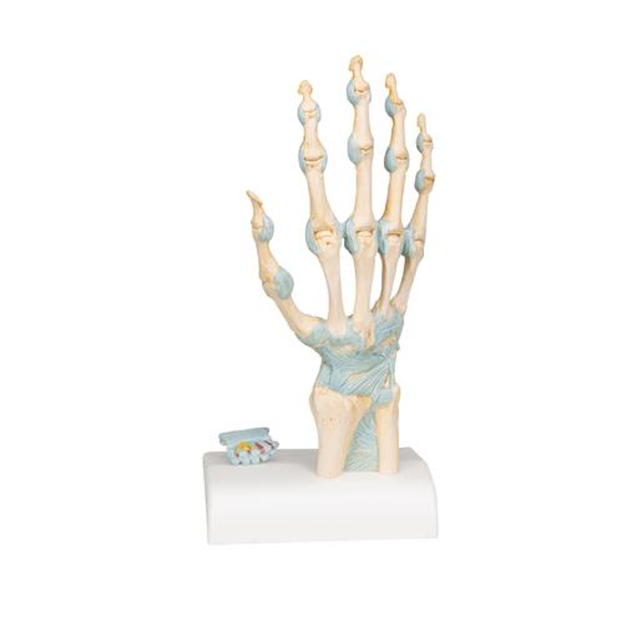 Hand Skeleton Anatomy Model With Ligaments