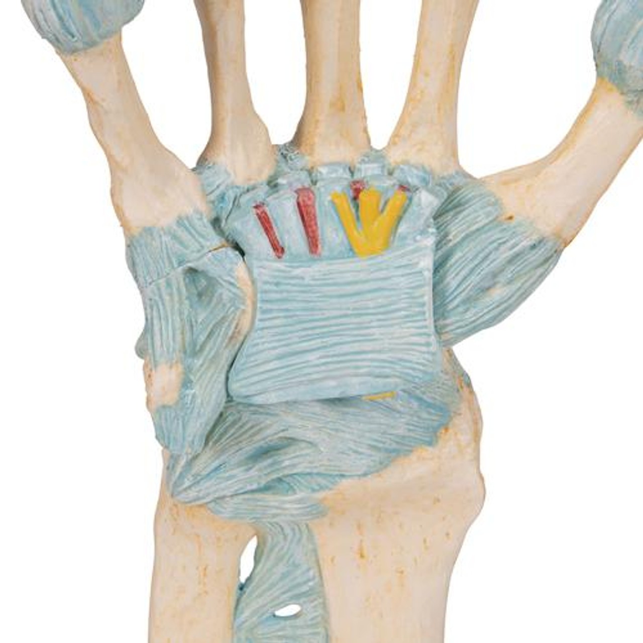 Hand Skeleton Anatomy Model With Ligaments