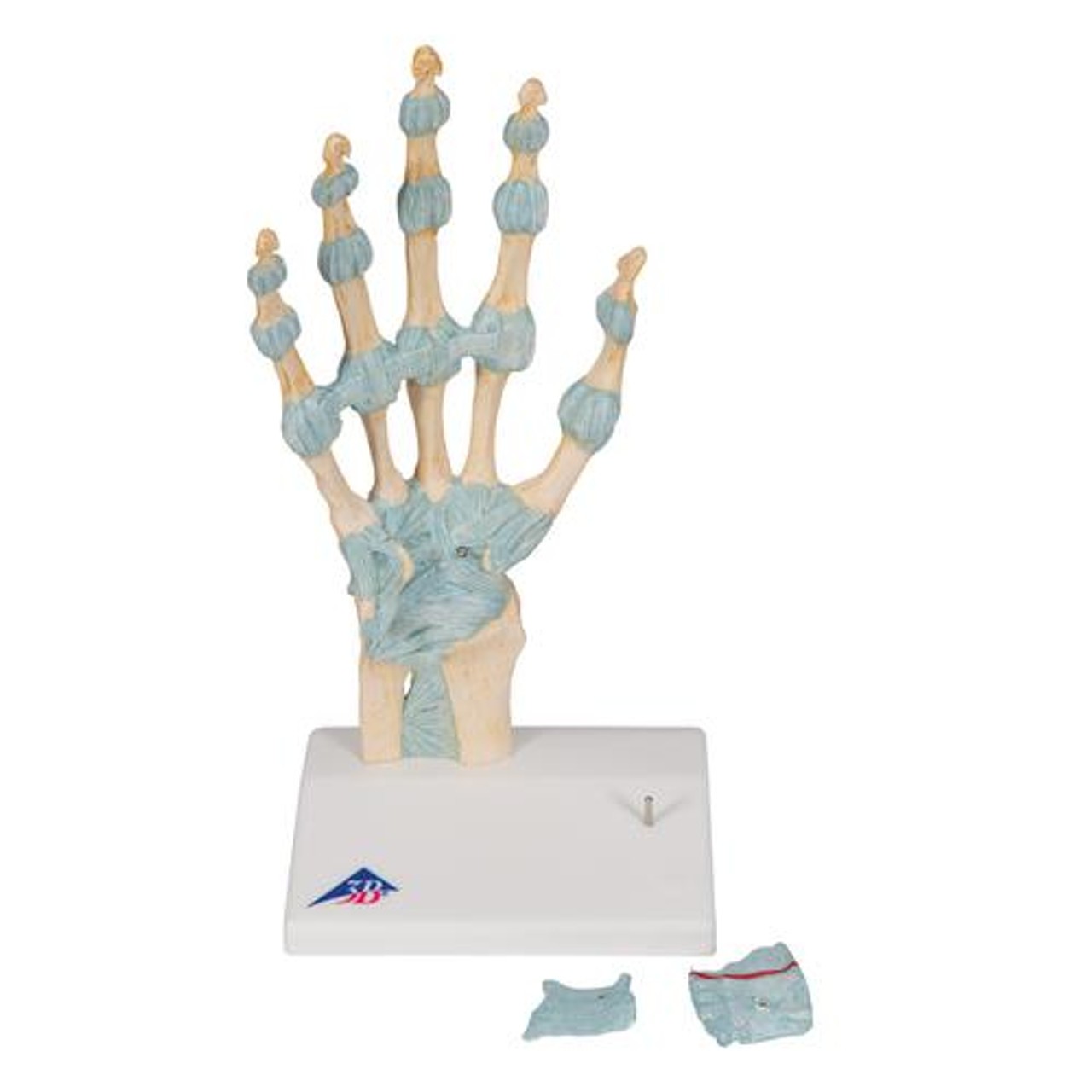 Hand Skeleton Anatomy Model With Ligaments