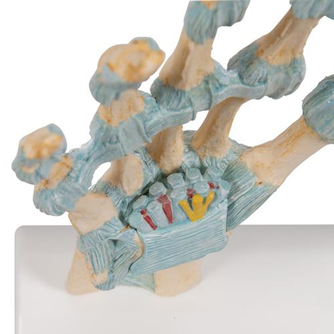 Hand Skeleton Anatomy Model With Ligaments