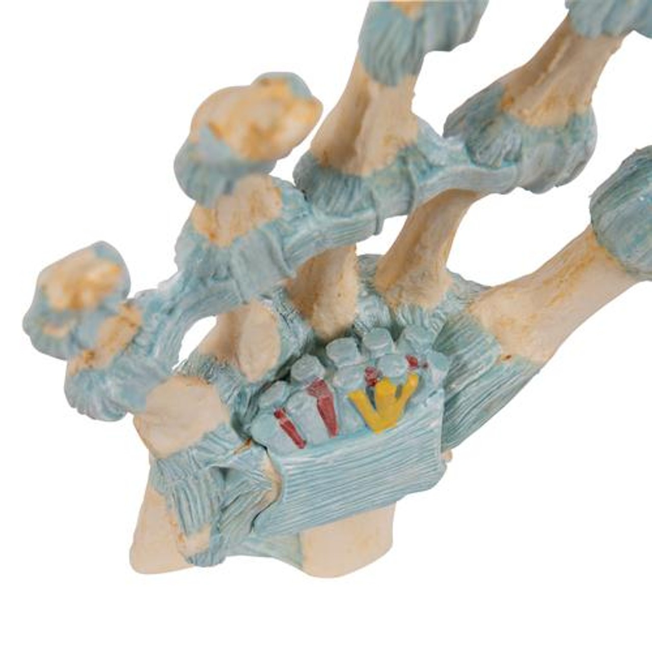 Hand Skeleton Anatomy Model With Ligaments
