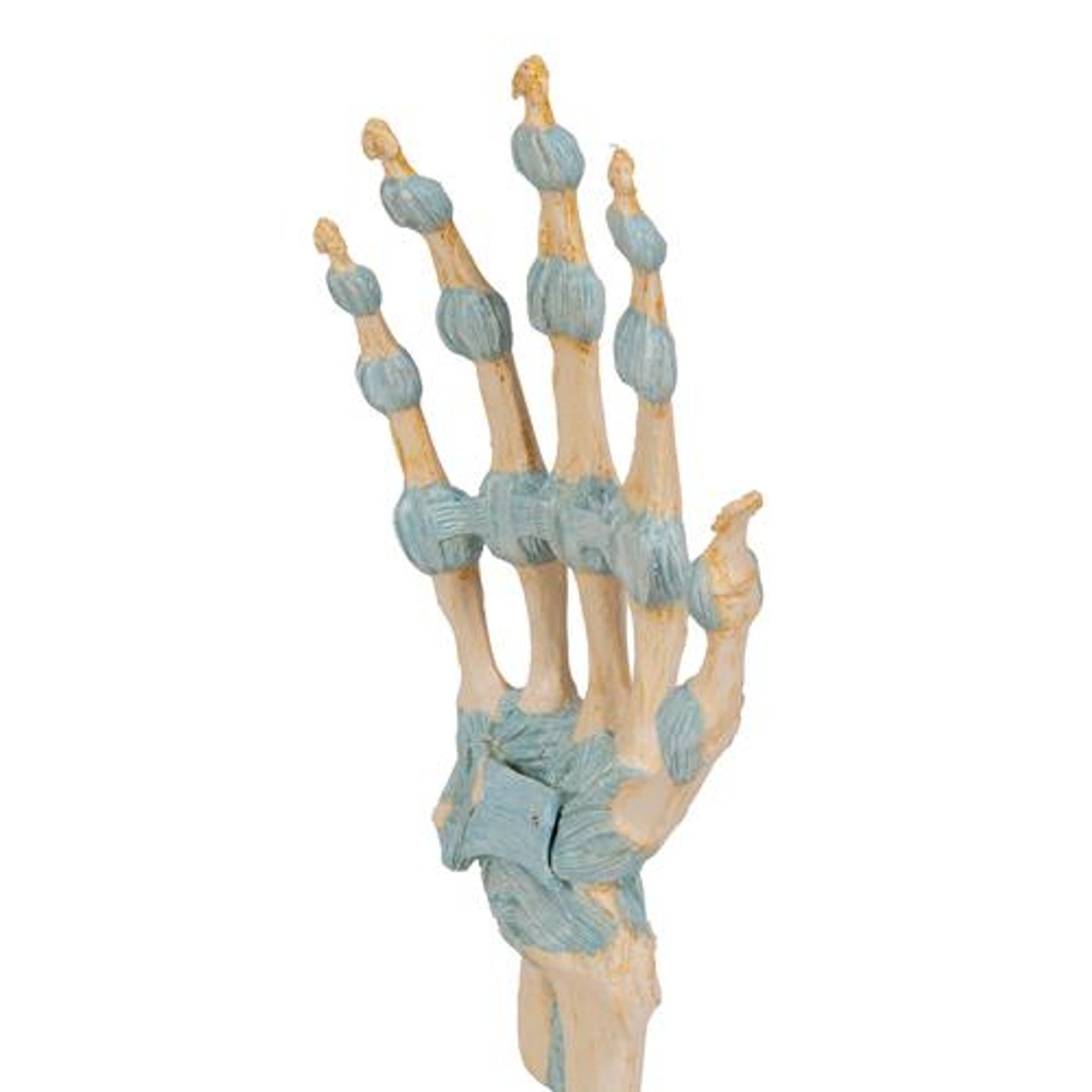 Hand Skeleton Anatomy Model With Ligaments