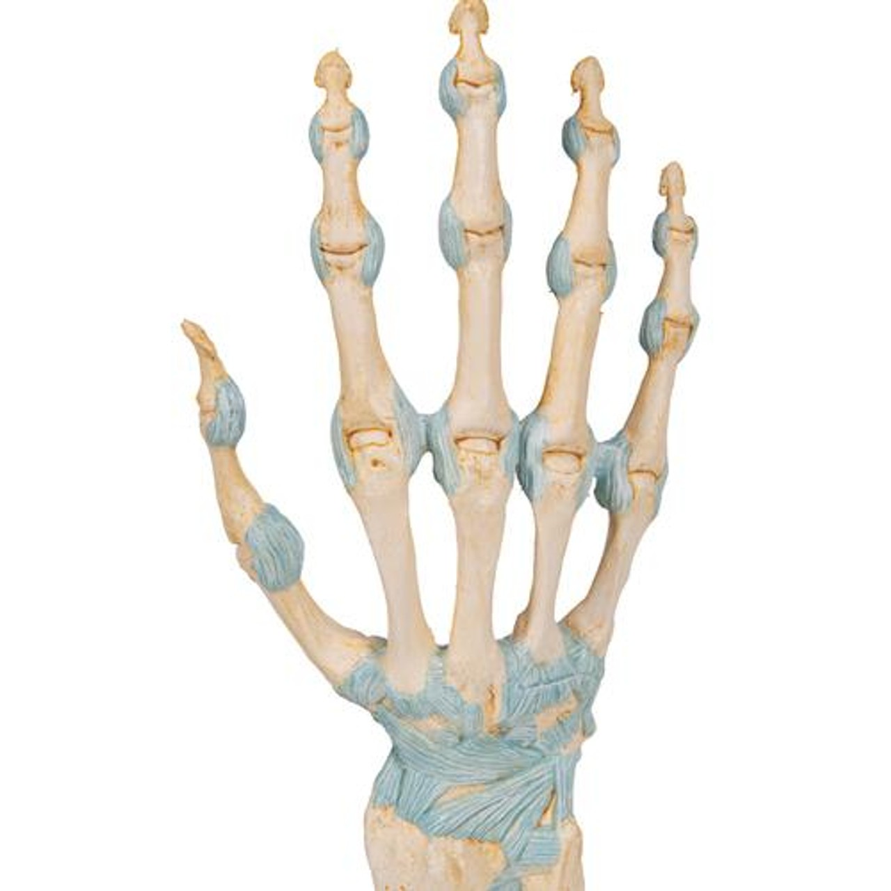 Hand Skeleton Anatomy Model With Ligaments