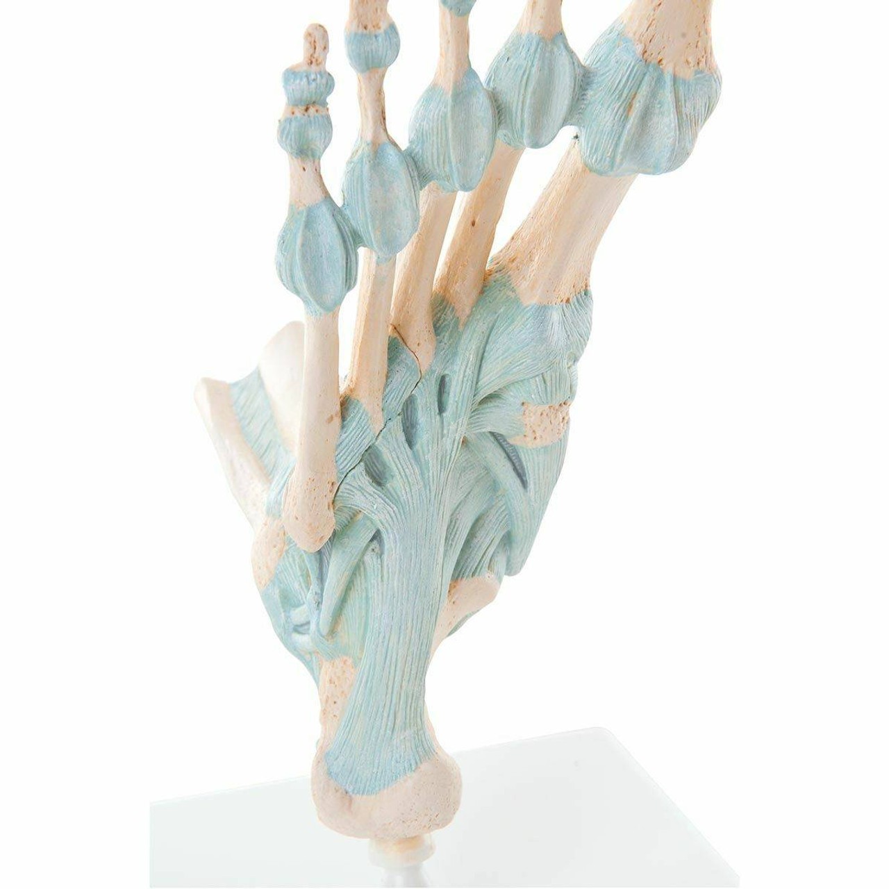 Foot Skeleton Anatomy Model With Ligaments