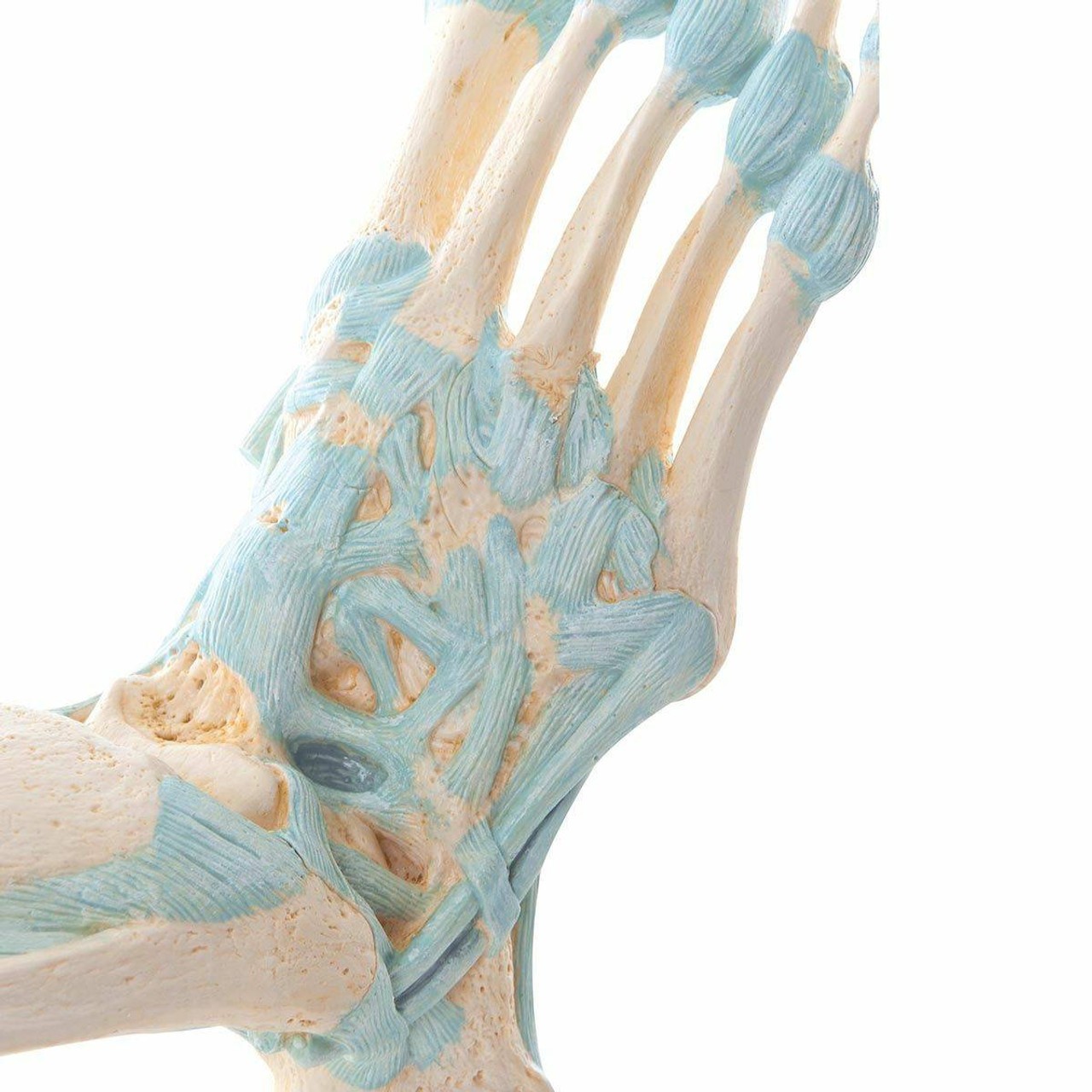 Foot Skeleton Anatomy Model With Ligaments
