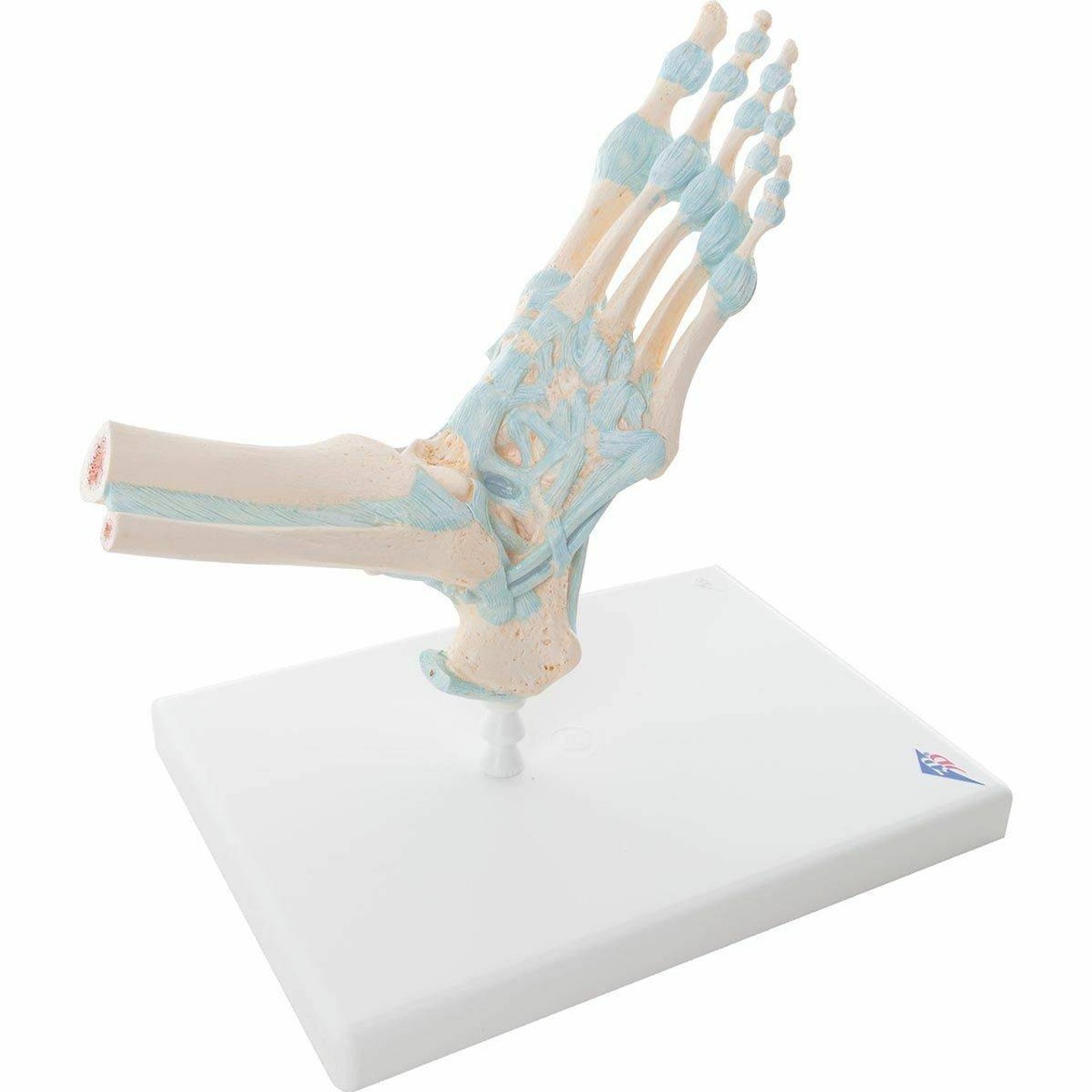 Foot Skeleton Anatomy Model With Ligaments