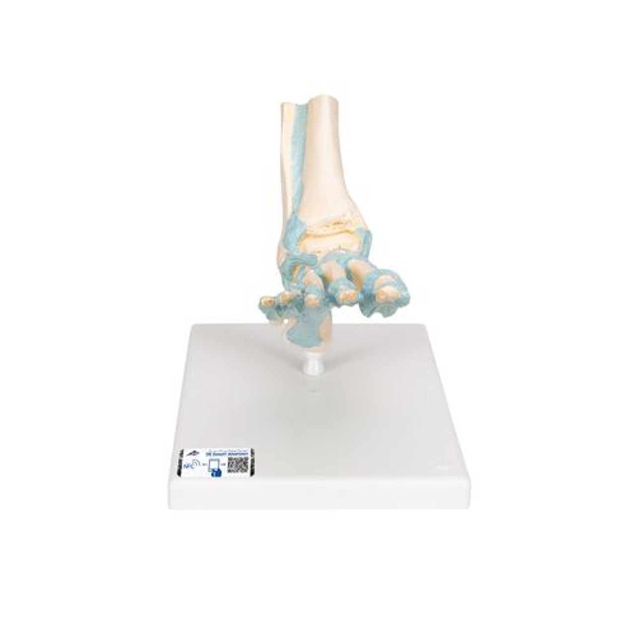 Foot Skeleton Anatomy Model With Ligaments