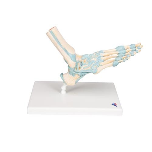 Life Size Human Foot & Ankle Skeleton Model – Flexible Ligaments, PVC Bones, 24cm Anatomical Display For Medical Study