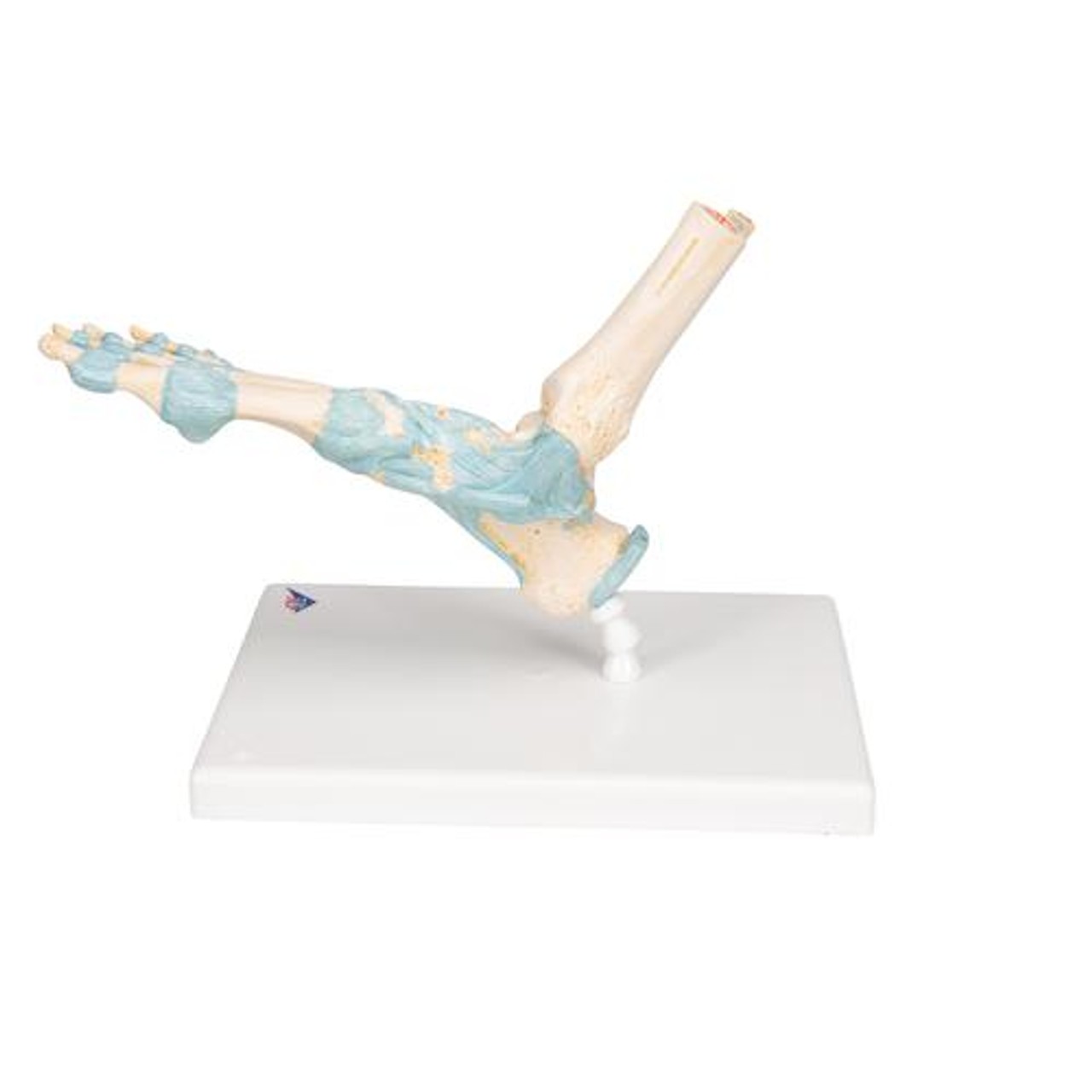 Foot Skeleton Anatomy Model With Ligaments