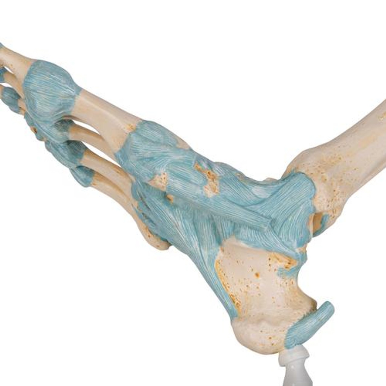 Foot Skeleton Anatomy Model With Ligaments