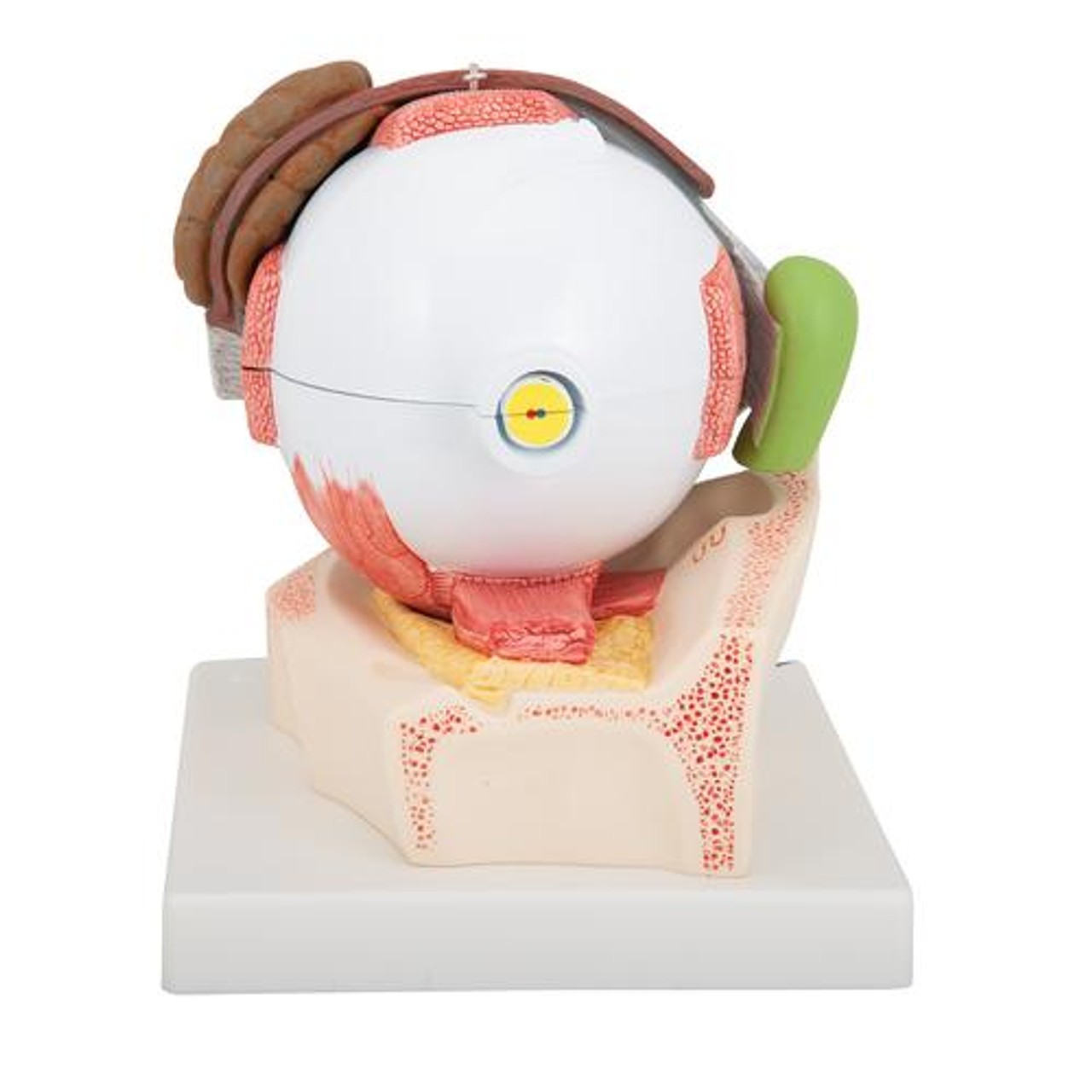 5 Times Full-Size Human Eye Anatomy Model 8 Parts - Back View