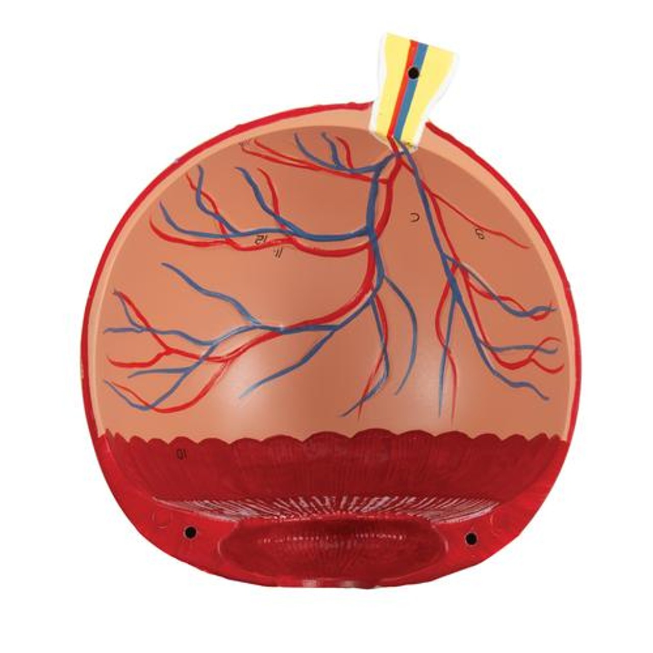 5 Times Full-Size Human Eye Anatomy Model 8 Parts - Detailed View