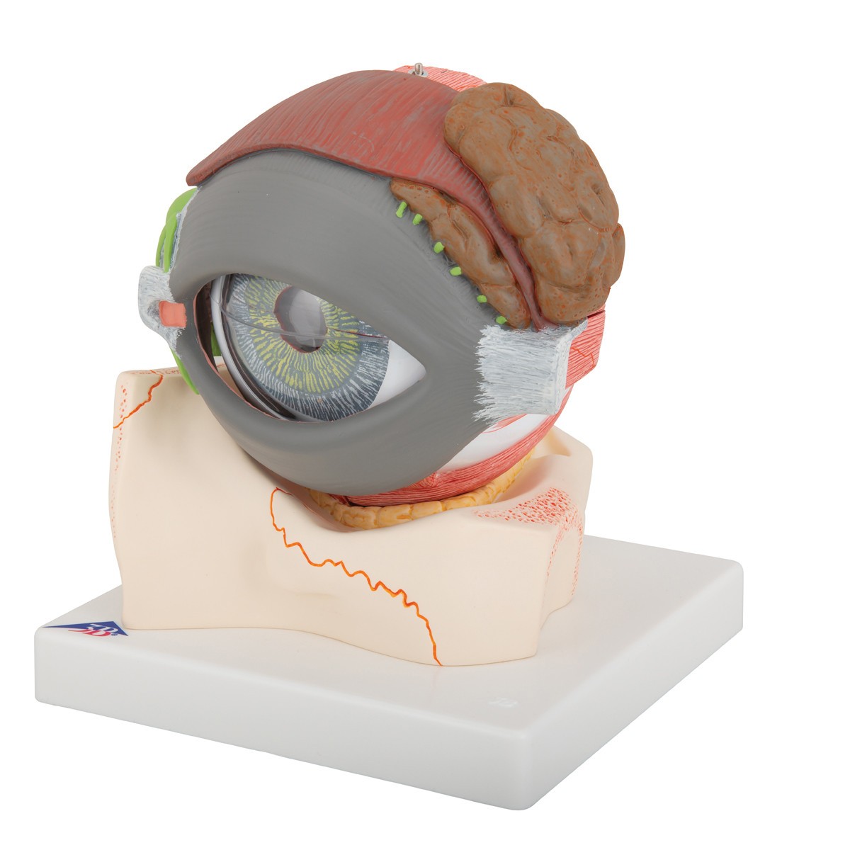 5 Times Full-Size Human Eye Anatomy Model 8 Parts