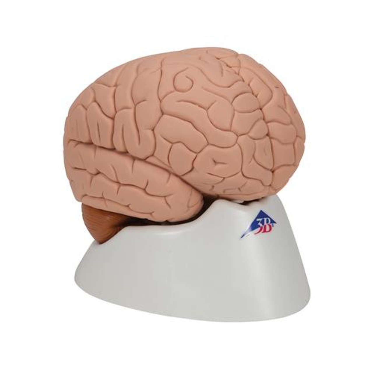 Introductory Human Brain Anatomy Model 2 Parts - Right Side View