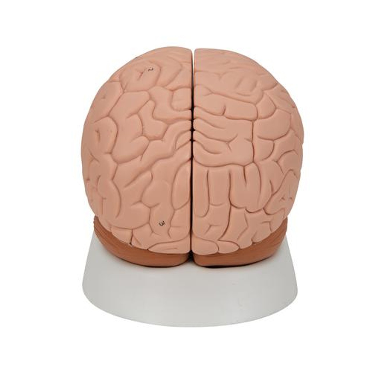 Introductory Human Brain Anatomy Model 2 Parts - Back View