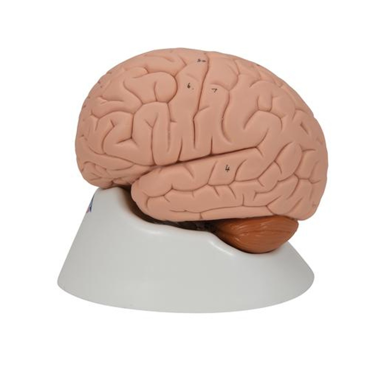 Introductory Human Brain Anatomy Model 2 Parts - Left Side View
