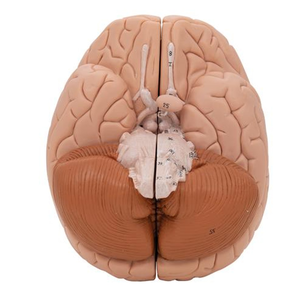 3B Scientific Introductory Human Brain Anatomy Model (2