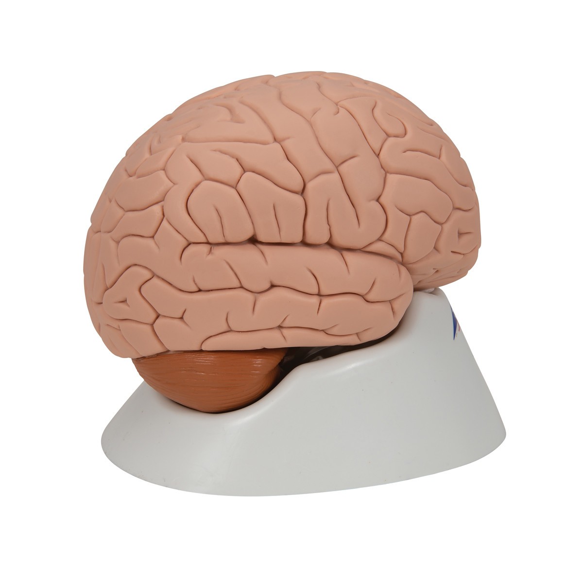 Introductory Human Brain Anatomy Model 2 Parts