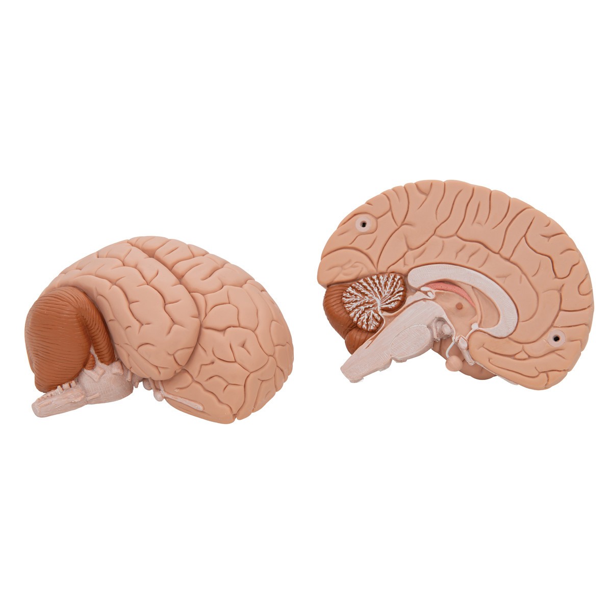 Introductory Human Brain Anatomy Model 2 Parts