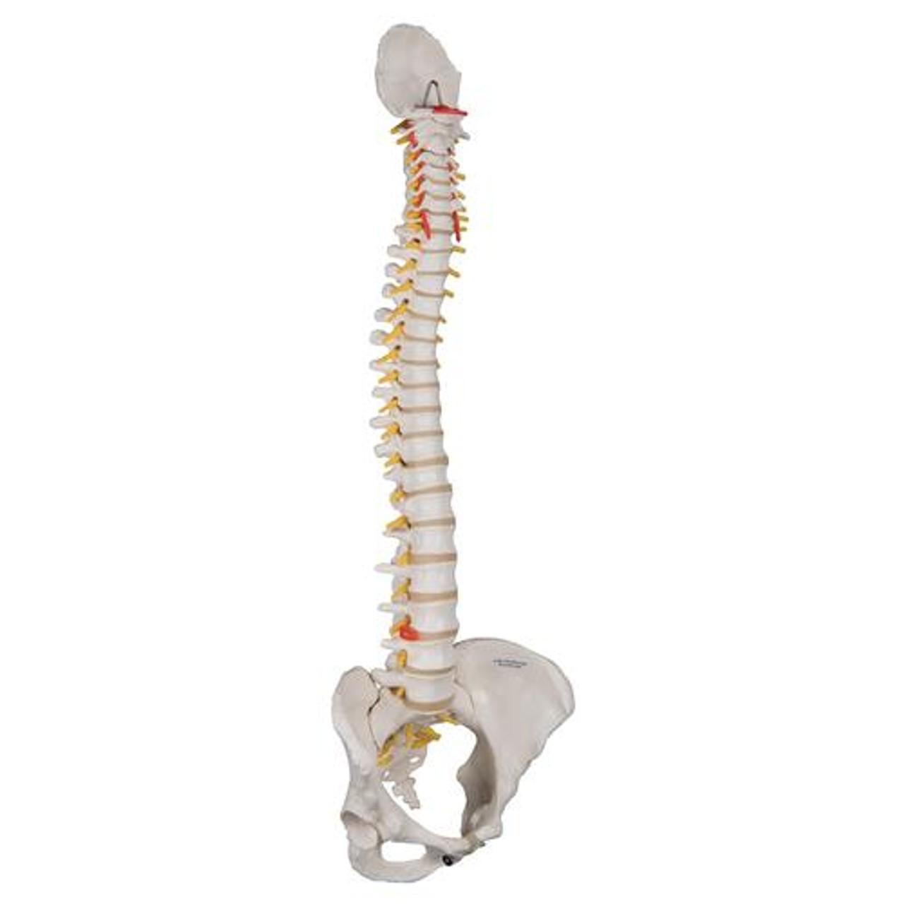 Classic Flexible Human Spine Model Anatomy With Female Pelvis